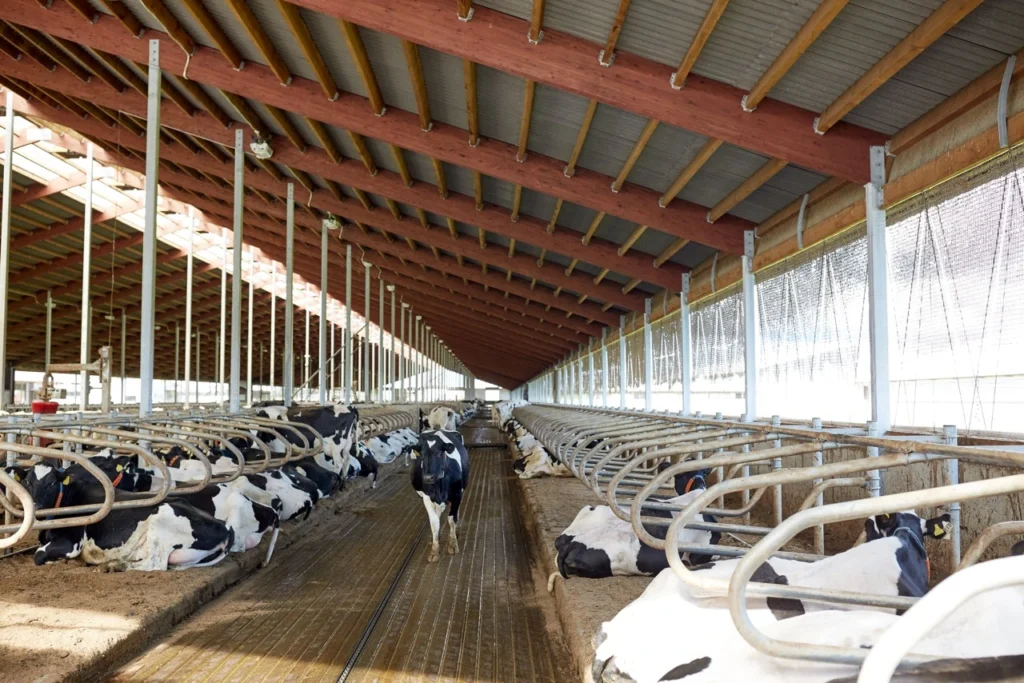 herd-of-cows-in-cowshed-stable-on-dairy-farm
